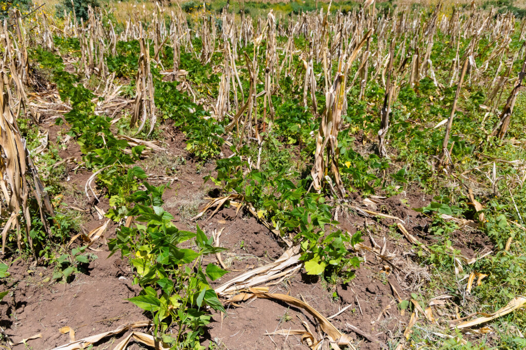 Help build resilience to Climate Crisis in Kenya