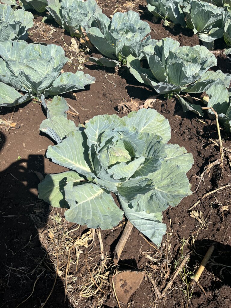 Help build resilience to Climate Crisis in Kenya