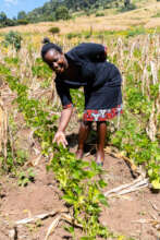Kitchen Garden