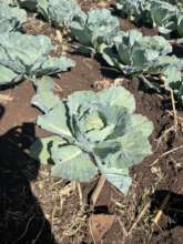 Kitchen Garden