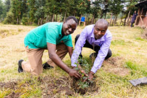 Tree Planting