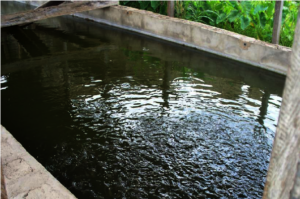 concrete fish pond
