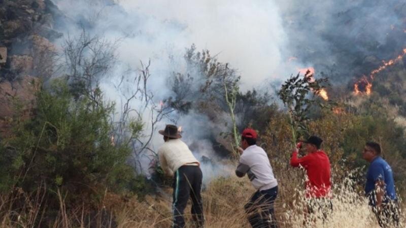 Forest Emergency Relief