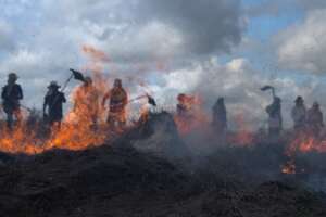 Forest Emergency Relief