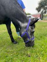 Hand Grazing