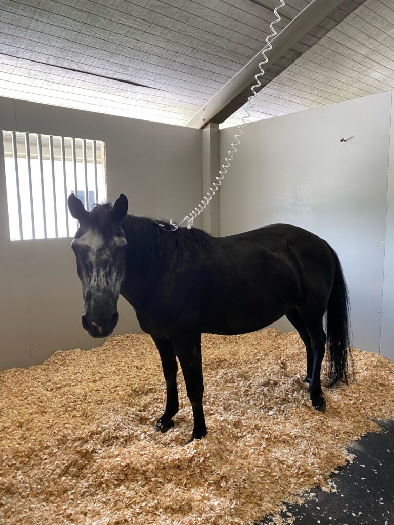 Support Beauty's Road to Recovery!