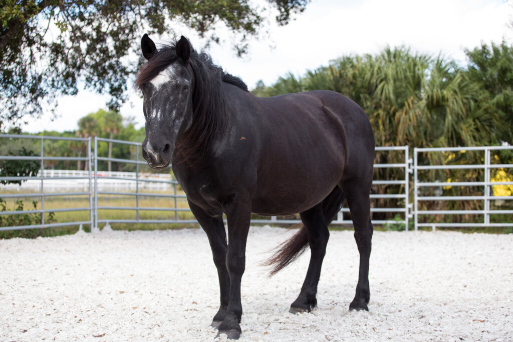 Support Beauty's Road to Recovery!