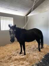 Beauty at Rood and Riddle Equine Hospital