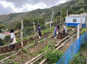 vegetable garden
