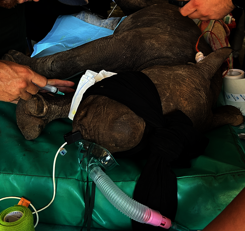 Help Save Critically Endangered Black Rhino Baby