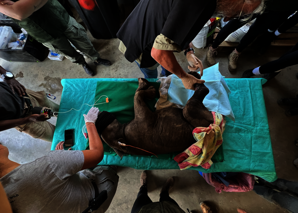 Help Save Critically Endangered Black Rhino Baby