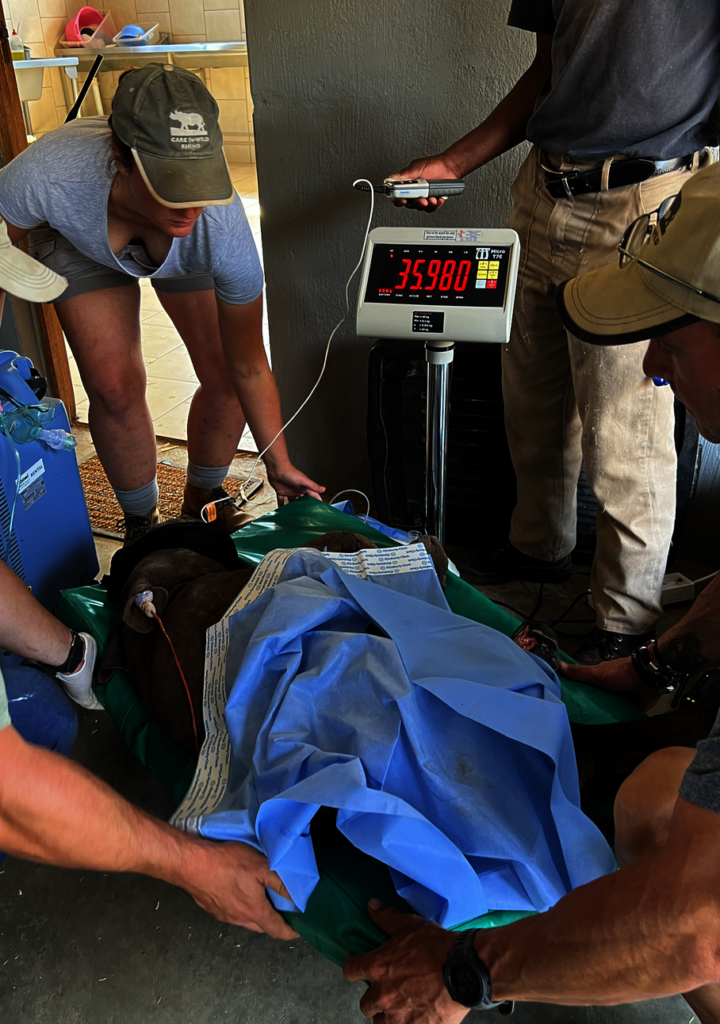 Help Save Critically Endangered Black Rhino Baby