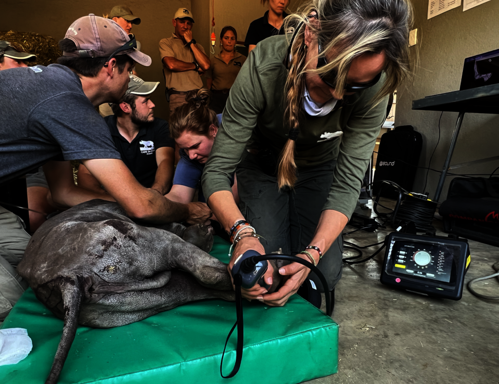 Help Save Critically Endangered Black Rhino Baby