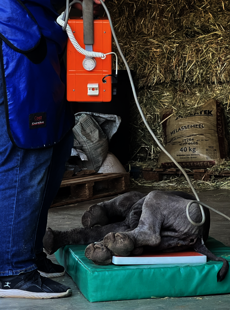 Help Save Critically Endangered Black Rhino Baby