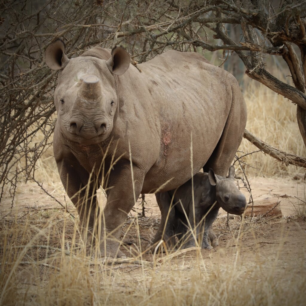 Help Save Critically Endangered Black Rhino Baby