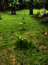 Acai planting
