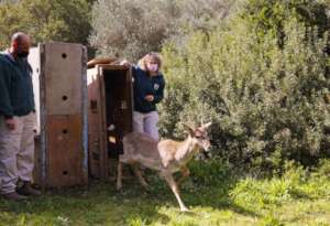 Release to wild of Persian fallow deer