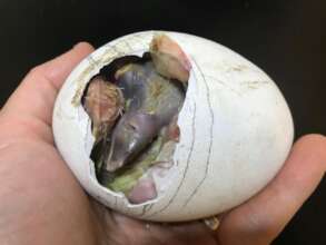 Griffon vulture hatching