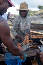 A fisherman holding a lobster