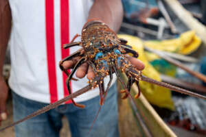 A lobster