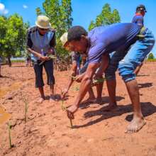 Mangroves planting at the LMMA forum