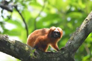 Golden Lion Tamarin at SINAL