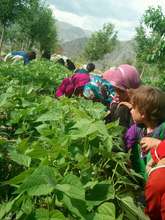 Crop distribution to orphaned children