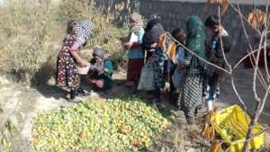 apple distribution to orphaned children
