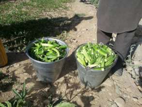 vegetables from our garden