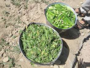 vegetables from our recent harvest