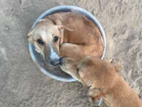 The shelter will have 10 secure dog gardens