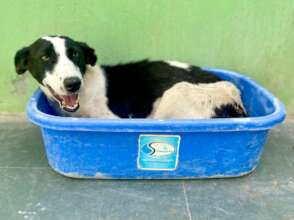 Smudge - packed and ready for our new shelter!