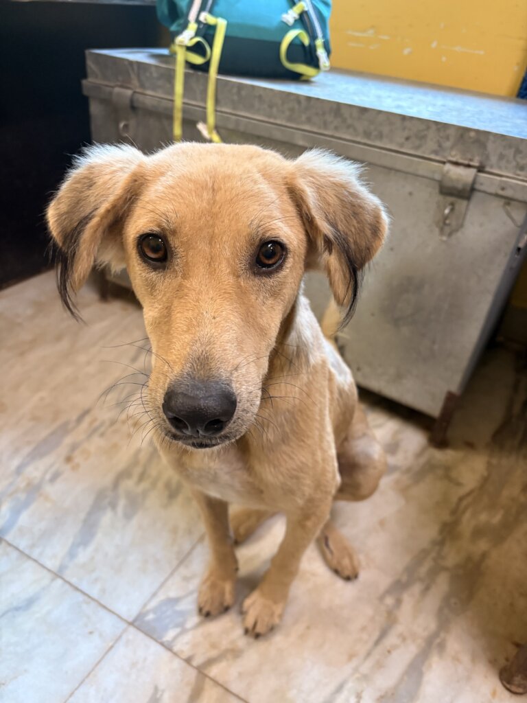 Arthur ready to make his new home in our shelter
