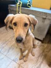 Arthur ready to make his new home in our shelter