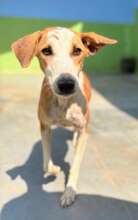 Thelma, one of our shelter dogs, full of hope!
