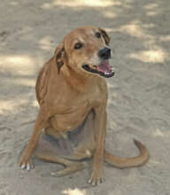 Our disabled dogs will have safe homes for life
