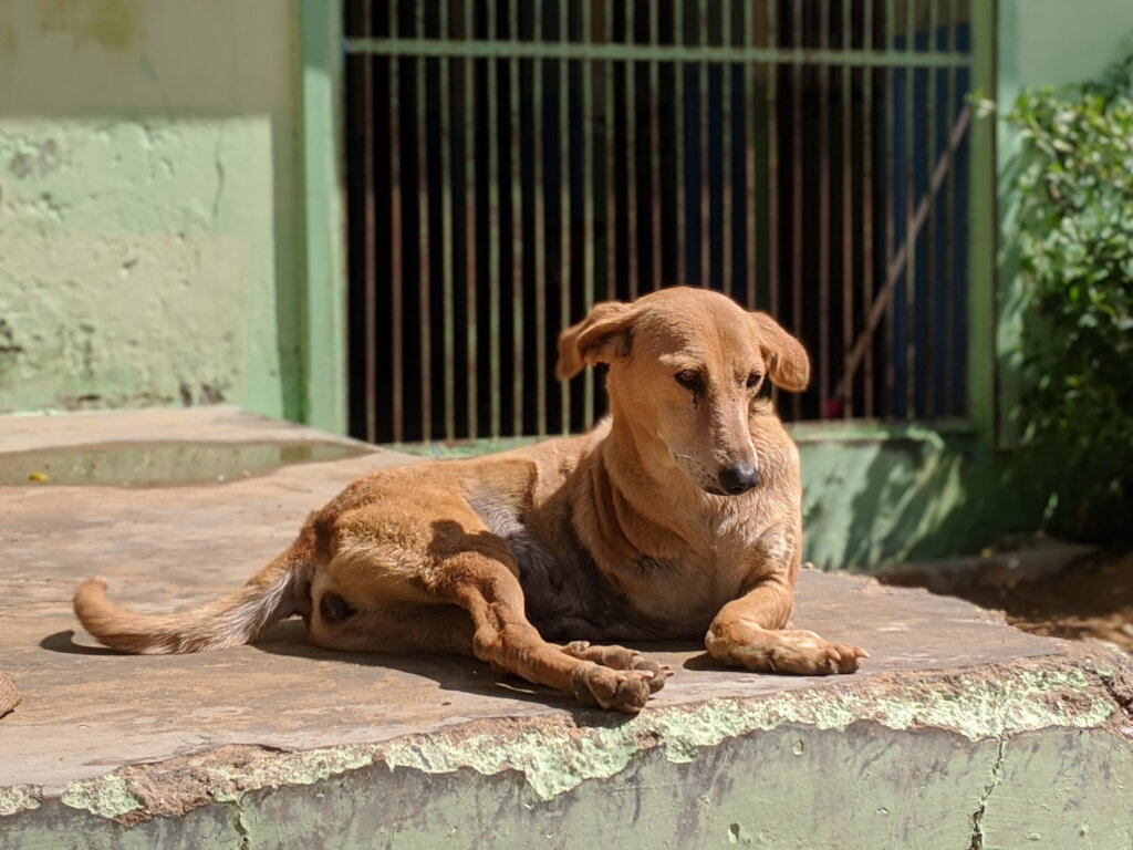 Amputee Shelter Dog At TOLFA