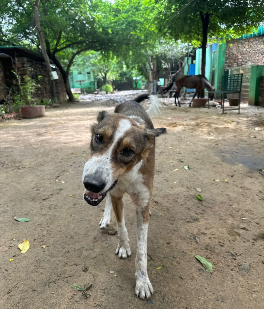 Give Disabled Dogs Lifelong Care In New Shelter