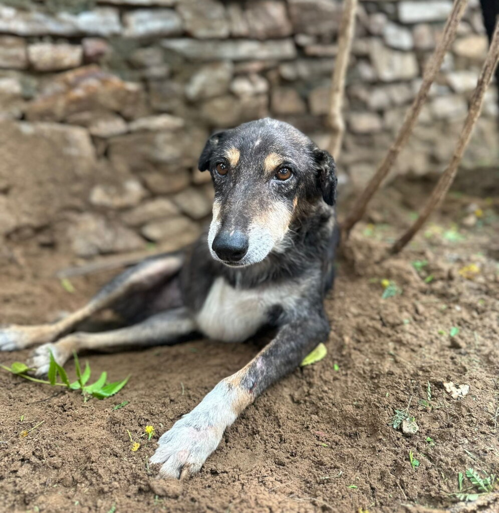 Give Disabled Dogs Lifelong Care In New Shelter GlobalGiving