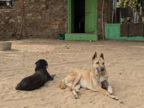 TOLFA Dogs In The Hospital Compound