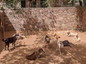 Old Dogs Yard At TOLFA