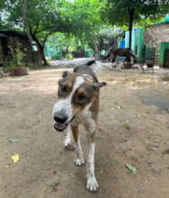 Firki Is A Long Term Shelter Dog With Brain Damage