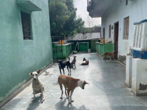 Shelter Dogs Roam Free Around TOLFA