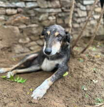 Salima Is The Oldest Shelter Dog At TOLFA