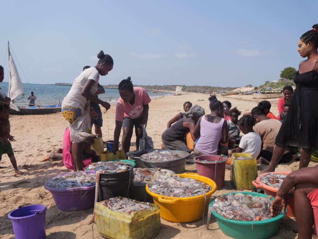 Management of octopus fishiries led by Gleaners