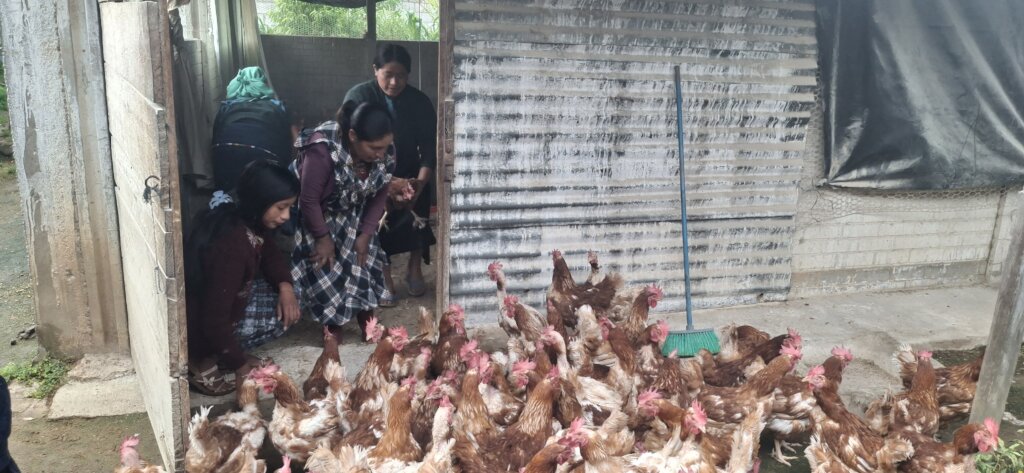 Counting Hens