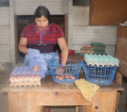 Getting the Eggs Ready to Sell