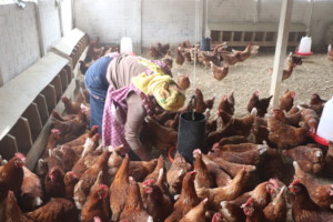 400 New Hens in their Hen House
