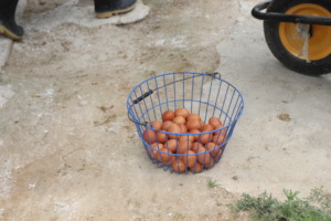 The Eggs!