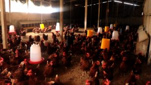 400 happy hens